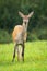 Cautious red deer hind standing on meadow in autumn.