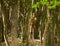Cautious roebuck in an oak forest