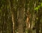 Cautious roebuck in an oak forest