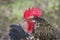 A cautious rooster looks into the frame, a close-up on a village farm