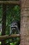 cautious young raccoon looks out from tree branch curiously