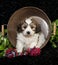 Cavachon Puppy