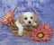 Cavachon Puppy