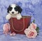 Cavachon Puppy