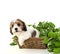 Cavachon Puppy