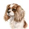 Cavalier Capers: Lively and Energetic Photos of King Charles Spaniels in Motion AI Generated