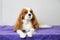 Cavalier Charles Spaniel breed dog with beautiful thoughtful eyes close-up
