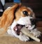 Cavalier Dog with bone