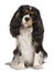 Cavalier King Charles dog, 14 months old