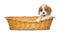 Cavalier King Charles Puppy, 2 months old, in a wicker basket