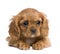 Cavalier King Charles puppy (7 weeks)