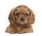 Cavalier King Charles puppy (7 weeks)