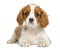 Cavalier King Charles Puppy lying and facing