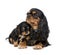 Cavalier King Charles puppy and mother