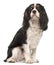 Cavalier King Charles Spaniel, 14 months old