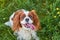 Cavalier King Charles spaniel