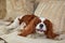 Cavalier King Charles spaniel