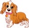 Cavalier King Charles Spaniel