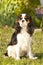 Cavalier king charles spaniel