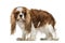 Cavalier King Charles Spaniel (4 years old)