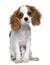 Cavalier King Charles Spaniel, 5 months old