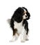 Cavalier King Charles Spaniel (5 years)