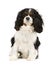 Cavalier King Charles Spaniel (6 years)