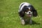 Cavalier King Charles Spaniel