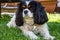 Cavalier King Charles Spaniel