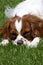 Cavalier King Charles Spaniel