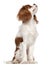 Cavalier King Charles Spaniel, 9 months old