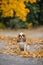 Cavalier king charles spaniel. against background of  maple autumn