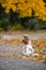 Cavalier king charles spaniel. against background of  maple autumn