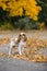 Cavalier king charles spaniel. against background of  maple autumn
