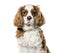 Cavalier King Charles Spaniel against white background