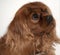 Cavalier King Charles Spaniel, also known as English Toy Spaniel, Ruby