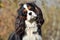 Cavalier King Charles Spaniel in the Autumn