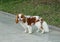 Cavalier King Charles Spaniel is a cheerful shaggy fidget with an expressive, flirty appearance and a good-natured character. It w