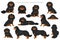 Cavalier King Charles Spaniel clipart. All coat colors set.  Different position. All dog breeds characteristics infographic