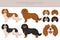 Cavalier King Charles Spaniel clipart. All coat colors set.  Different position. All dog breeds characteristics infographic