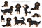 Cavalier King Charles spaniel clipart. Different poses, coat colors set