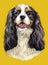 Cavalier King Charles Spaniel colorful vector hand drawing portrait