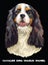 Cavalier King Charles Spaniel colorful vector portrait