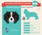 Cavalier King Charles Spaniel Dog breed infographics