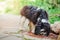 Cavalier king charles spaniel dog drinking water from puddle on the walk in summer garden