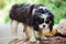 Cavalier king charles spaniel dog drinking water from puddle on the walk in summer garden