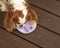Cavalier king Charles Spaniel dog drinks flower water from dishes on a wooden background. Aesthete. Lifestyle. Vegetarian food for