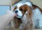 The Cavalier King Charles Spaniel dog eats from the hand of its owner during training. Complete trust. Domestic life. Lifestyle