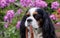 A Cavalier King Charles spaniel dog holds a collar in its mouth against a background of phlox flowers.