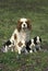 Cavalier King Charles Spaniel Dog, Mother and Puppies